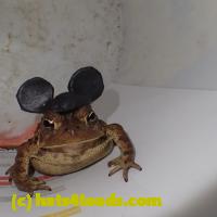 /home//u458753944/public_html/sourcegallery//Roxborough Toad Detour/2013-2019/2018/2018-03-29/P3290089.JPG